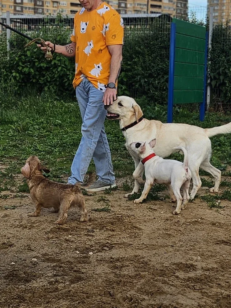 Фото-отзыв покупателя — одежда с принтом, Lacotton