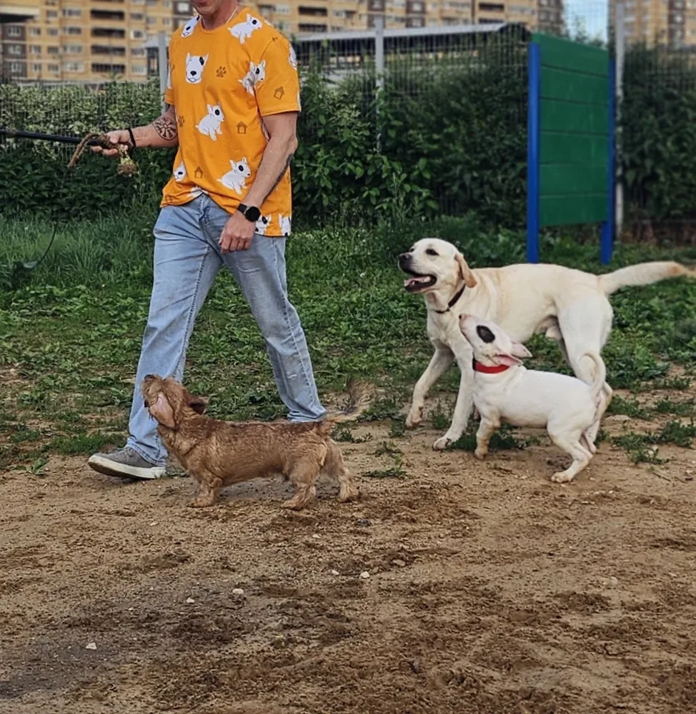 Фото-отзыв покупателя — одежда с принтом, Lacotton